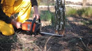 Reliable Union Beach, NJ Tree Services Solutions