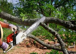 How Our Tree Care Process Works  in Union Beach, NJ