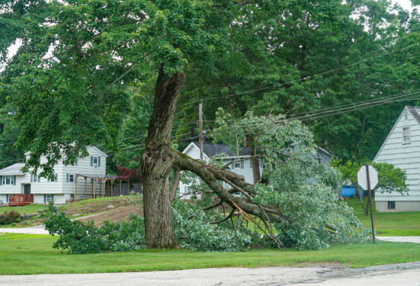 Best Firewood Processing and Delivery  in Union Beach, NJ