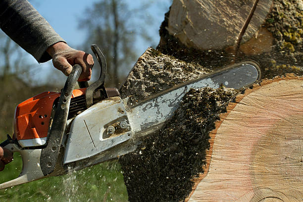 Best Fruit Tree Pruning  in Union Beach, NJ